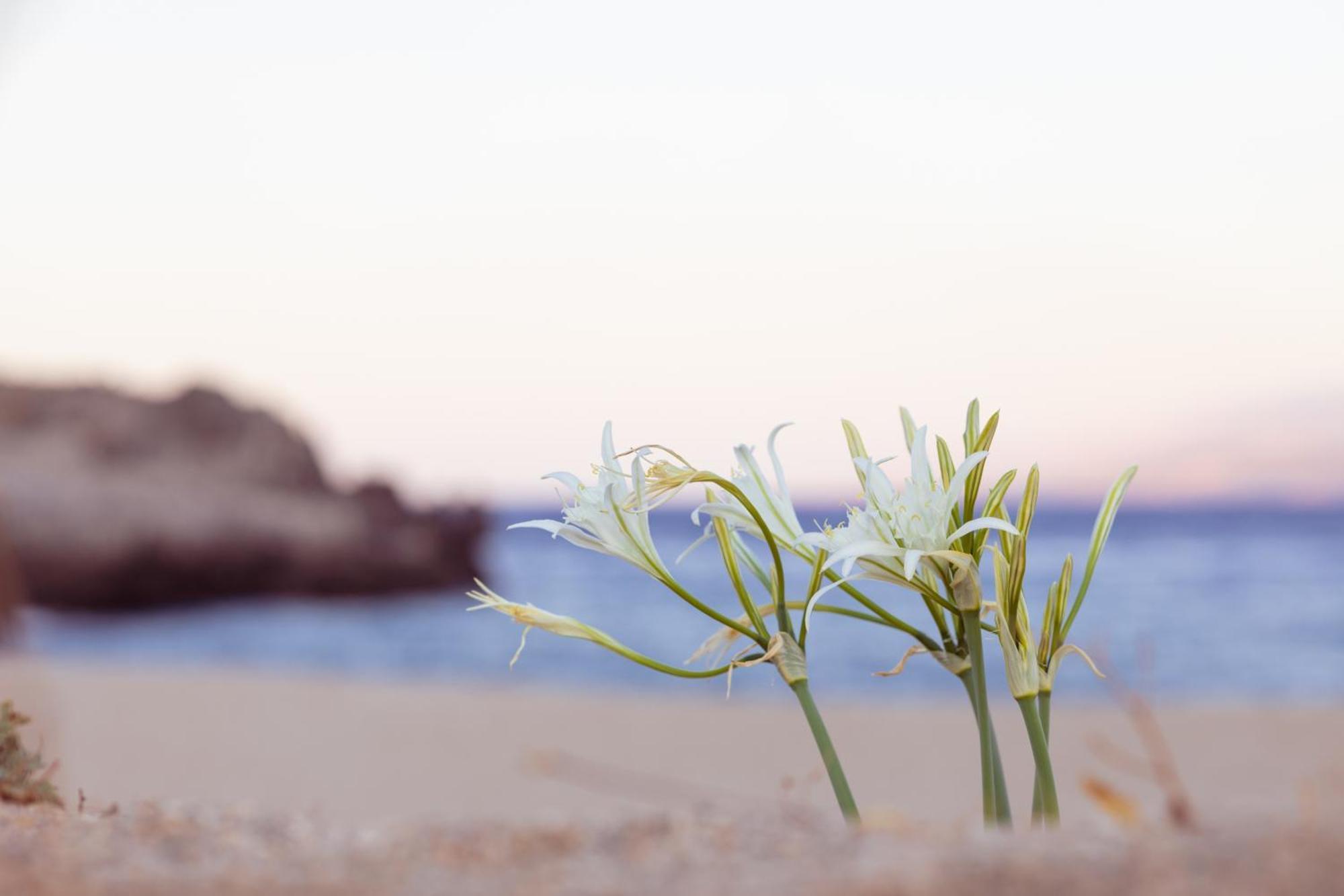 Alianthos Garden Hotel Plakias Luaran gambar